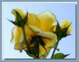 Yellow roses