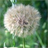 Seedhead on our road verge