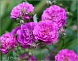 Miniature and Polyantha Roses Down Under GALLERY