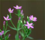 Pink weed