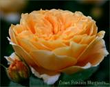 Crown Princess Margareta