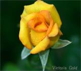 Victoria Gold