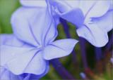 Plumbago