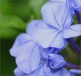Plumbago
