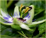 Ant on a passion flower