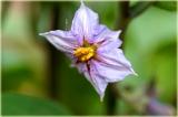 aubergine flower