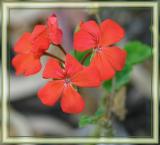 Vermilion zonal