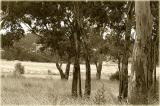Tree copse