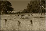 Horses grazing