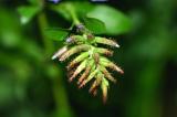 Plumbago bud