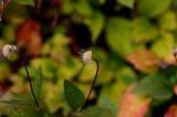 Clematis seedheads