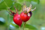 Two rosehips