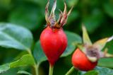 Two rosehips