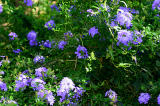 Plumbago from above