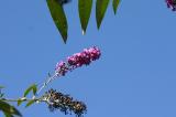 Buddleia