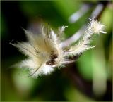 Clematis seedhead