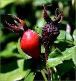 Two rose hips
