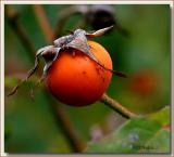 Fritz Nobis rosehip