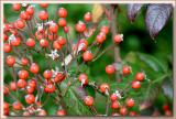 Seedling rosehips