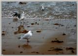 Silver Gulls at waters edge