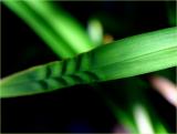 Daylily leaves with wrinkles