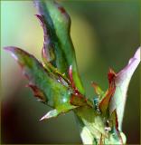 Rosebud sepals