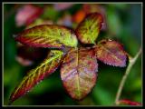 Tuscany autumn leaves