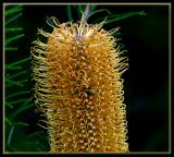 Banksia & bee