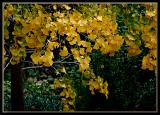 Gingko tree in autumn