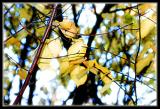 Last of the golden elm leaves