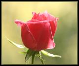 Rosebud in June (Winter)