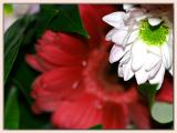Bunch of flowers...