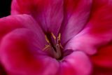 Pink regal pelargonium in September