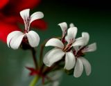 Scented pelargonium tiny white