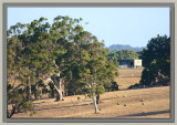 Farmyard sheep