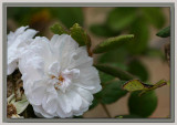 Cemetery rose