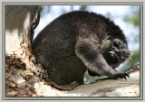 Sleepy koala