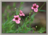 Diascia