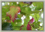 First signs of autumn