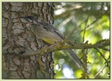 Wattlebird in the cedar