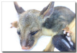 A sad possum story