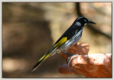 Honeyeater - 2