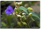 SpiderWort2005.jpg