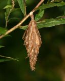 Bagworm coccoon