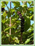 Coffee beans on the tree.