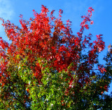 Autumn mood at Lafontaine urban park.