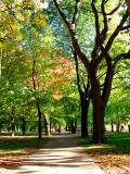 Autumn mood at Lafontaine urban park.