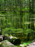Reflection in green