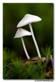 Mycena vitilis