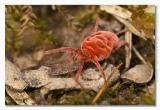 Trombidium holosericeum